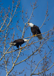 Bald Eagles In Tree